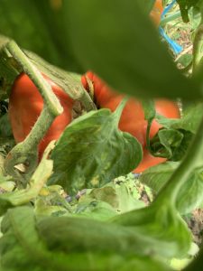 Lire la suite à propos de l’article L’été au Potager Naturel